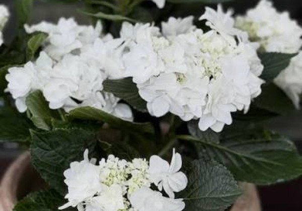 Hydrangea macrophylla Fanny, 17 cm podā