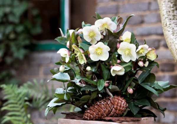 Helleborus ericsmithii HGC Snow Dance