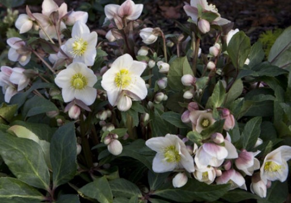 Helleborus ericsmithii HGC Snow Dance