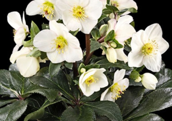 Helleborus lemperii HGC Ice N´ Roses Ivory Blush (13 cm)