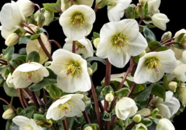 Helleborus lemperii HGC Ice N´ Roses White Ivory (13 cm)