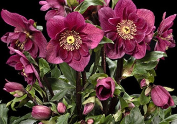 Helleborus lemperii HGC Winter Ballet Frilly Ruby