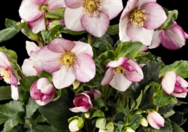 Helleborus lemperii HGC Winter Ballet Frostfire