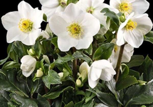Helleborus lemperii HGC Winter Ballet White