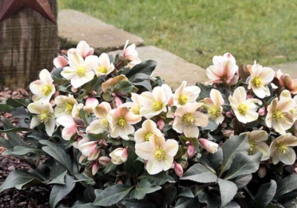 Helleborus ericsmithii HGC Malory