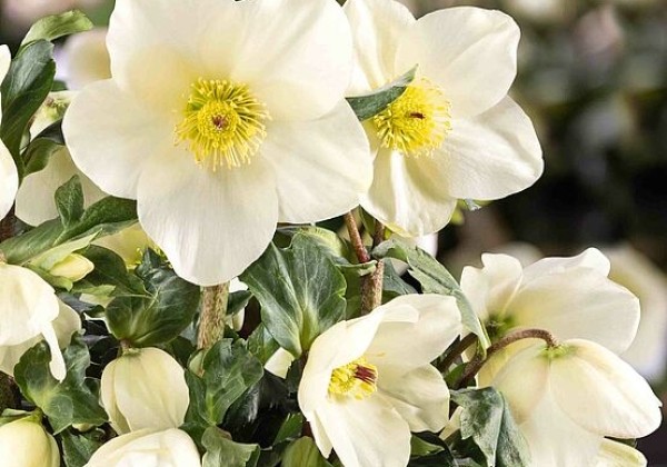 Helleborus lemperii Winter Ballet Honey (15 cm)