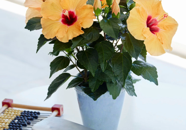 Hibiscus rosa-sinensis Adonicus Apricot (13cm)