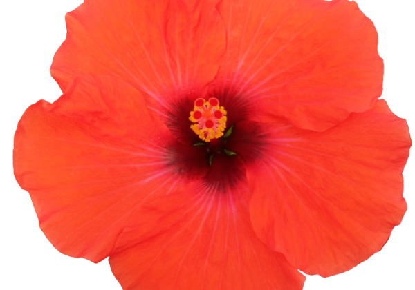 Hibiscus rosa-sinensis Adonicus Orange (13cm)