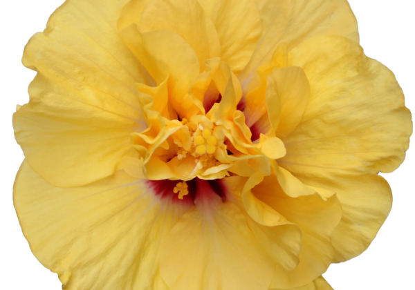 Hibiscus rosa-sinensis Adonicus Double Yellow (13cm)