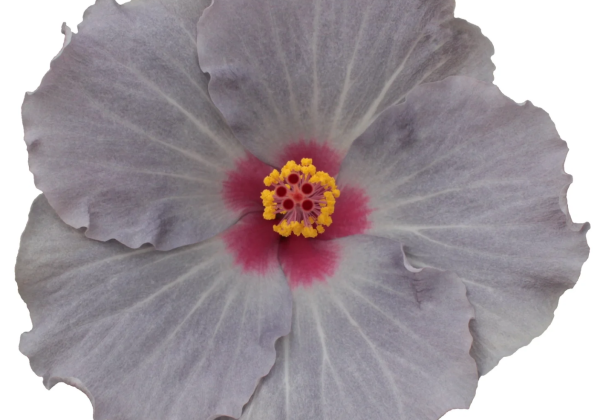 Hibiscus rosa-sinensis Cato (13cm)
