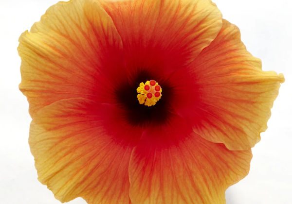 Hibiscus rosa-sinensis New Apollo (13cm)