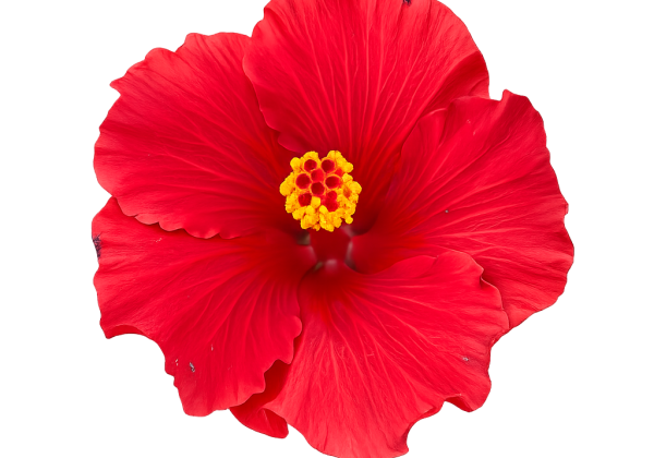 Hibiscus rosa-sinensis Eos (13cm)