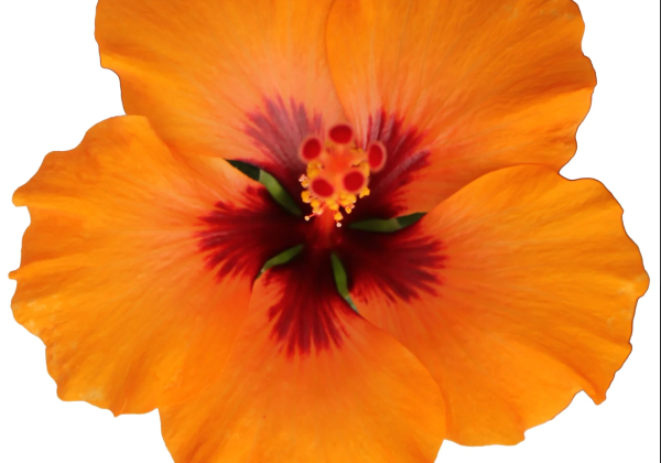 Hibiscus rosa-sinensis Petit Orange (13cm)