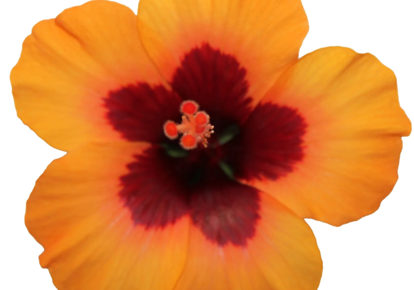 Hibiscus rosa-sinensis Petit Sunrise (13cm)