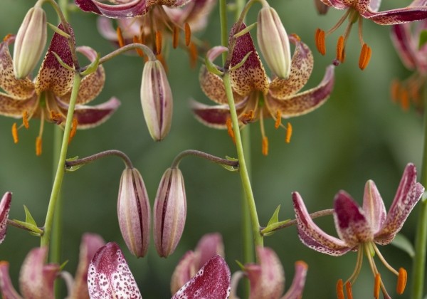Lilium MA Alberta Morning (P313 JW03)