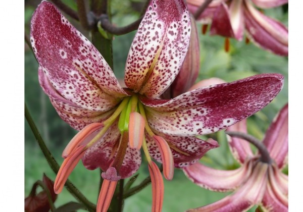 Lilium MA Alberta Morning (P313 JW03)