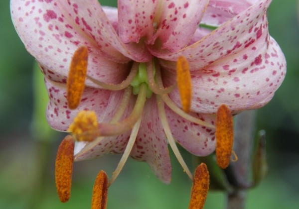 Lilium MA Purple Morning
