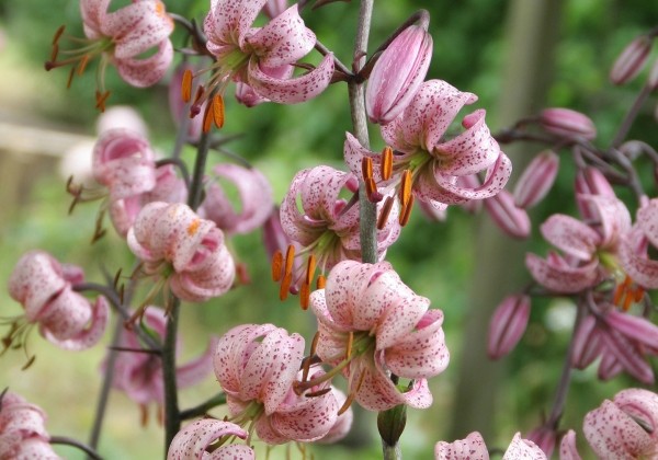 Lilium MA Purple Morning