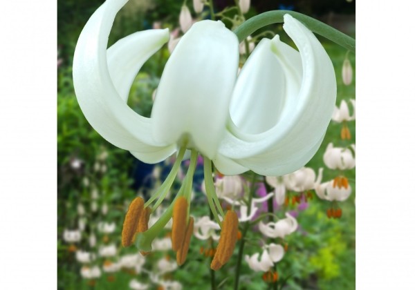 Lilium MA Snowy Morning (P331)