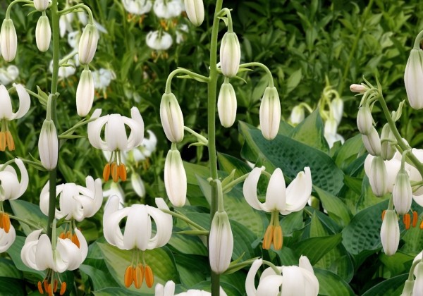 Lilium MA Snowy Morning (P331)
