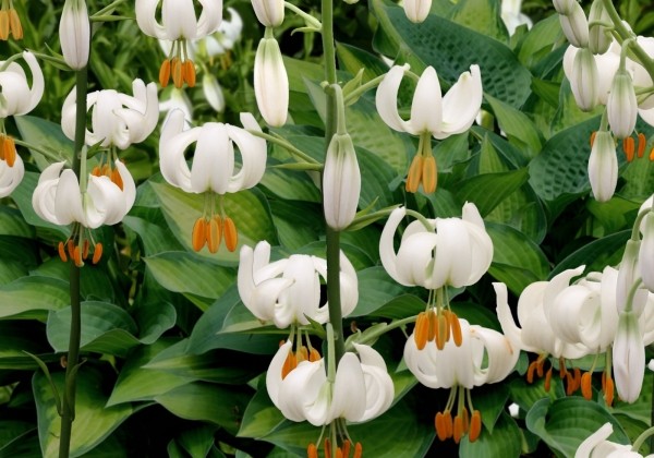 Lilium MA Snowy Morning (P331)