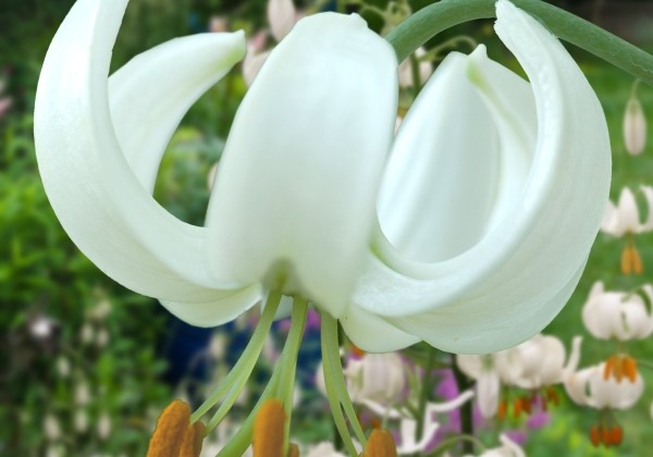 Lilium MA Snowy Morning (P331)