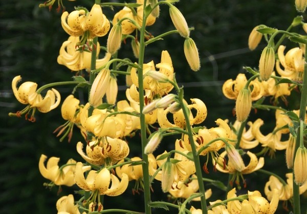 Lilium MA Golden Morning (P334 JW28)