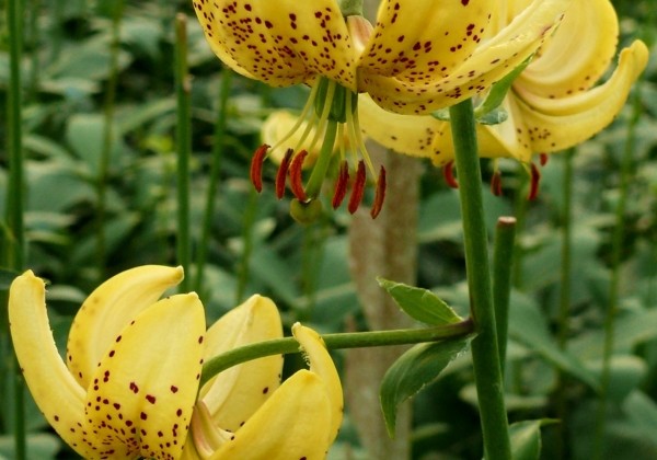 Lilium MA Golden Morning (P334 JW28)