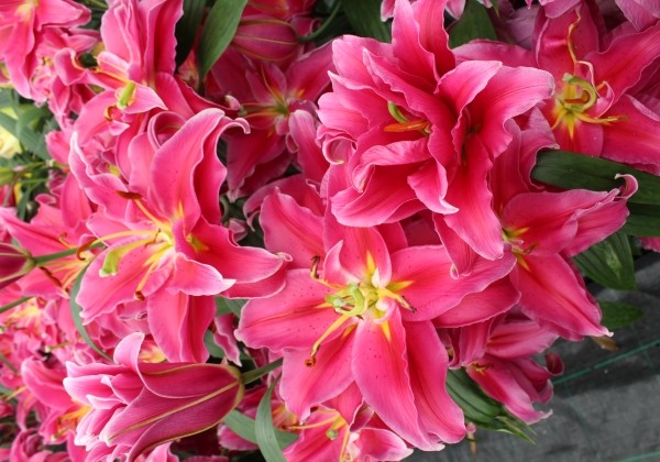 Lilium OR Grand Amour