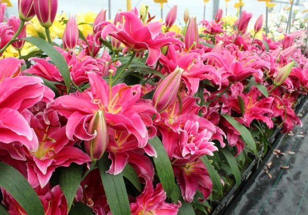 Lilium OR Grand Amour