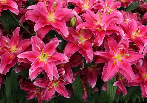 Lilium OR Grand Amour