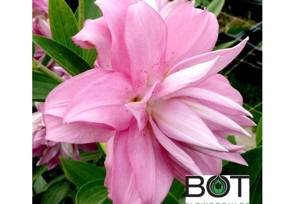 Lilium OR Lotus Spring