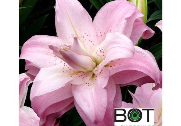 Lilium OR Lotus Queen