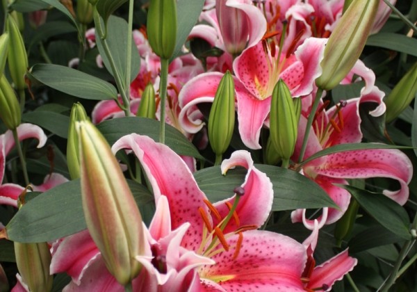 Lilium OR Star Gazer