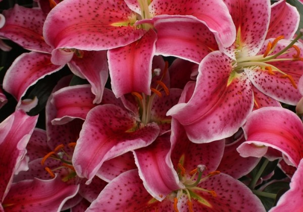 Lilium OR Star Gazer