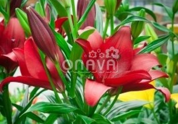 Lilium LA Dynamix
