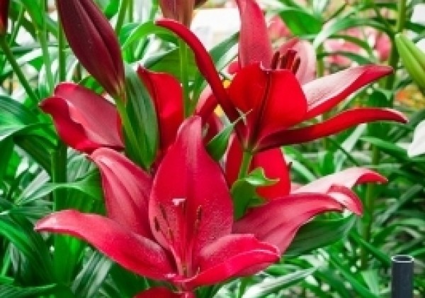 Lilium LA Red Rock