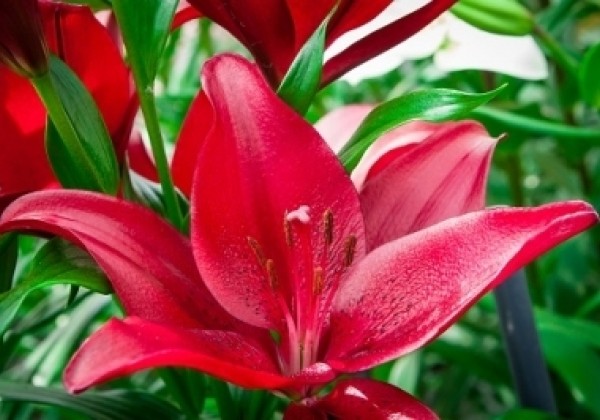 Lilium LA Red Rock