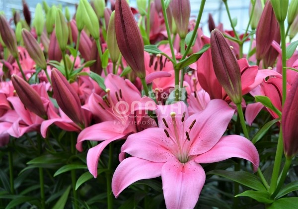 Lilium LA Yerseke