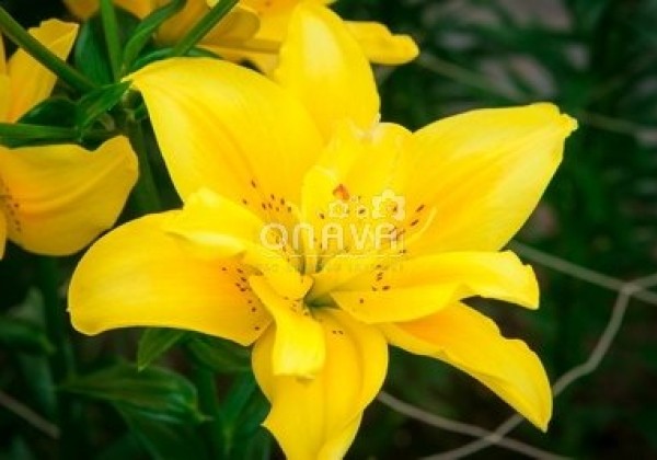 Lilium AZ Fata Morgana