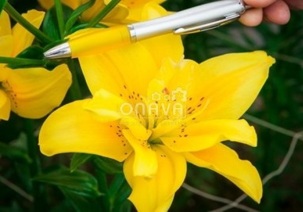 Lilium AZ Fata Morgana