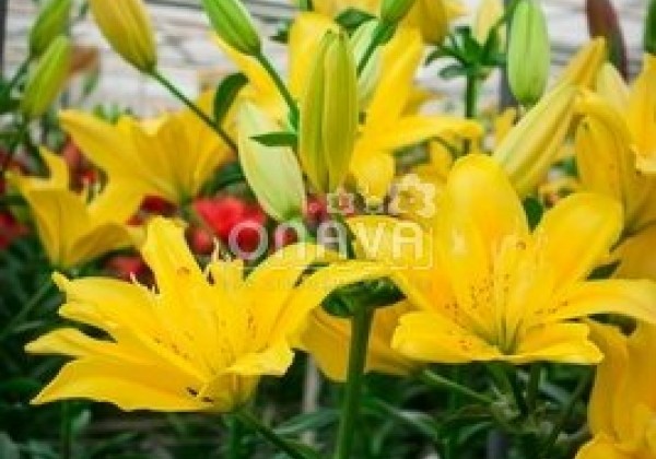 Lilium AZ Fata Morgana