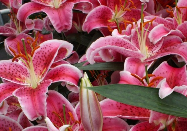 Lilium OR Starfighter