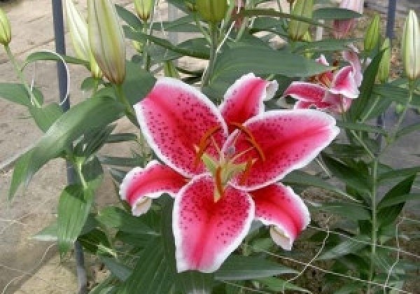 Lilium OR Starfighter