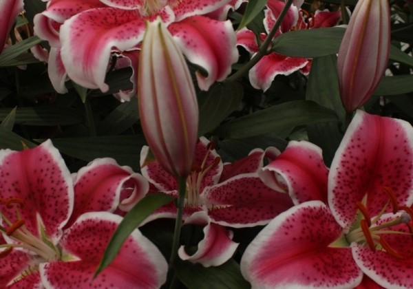 Lilium OR Starfighter