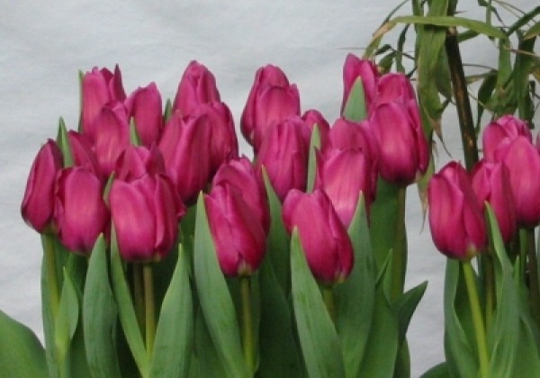 Tulipa, triumfa Alma Pavlovic (DZESĒTI)