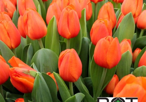 Tulipa, triumfa Orange Sherpa (DZESĒTI)
