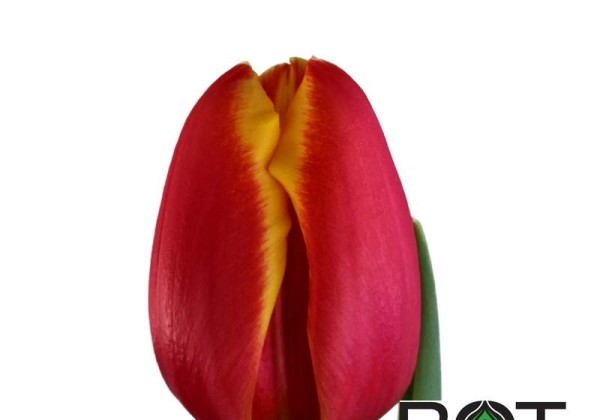 Tulipa, triumfa Trailblazer