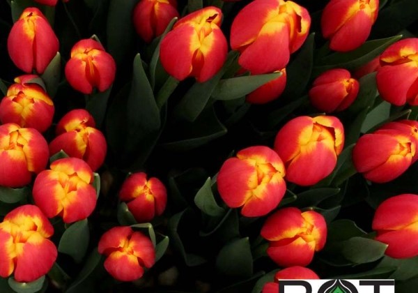 Tulipa, triumfa Trailblazer (DZESĒTI)