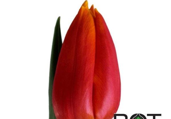 Tulipa, triumfa Titan